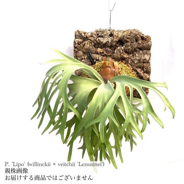 Amazon.co.jp: (現品) コウモリラン 'リポ' (No.40887) (ビカクシダ