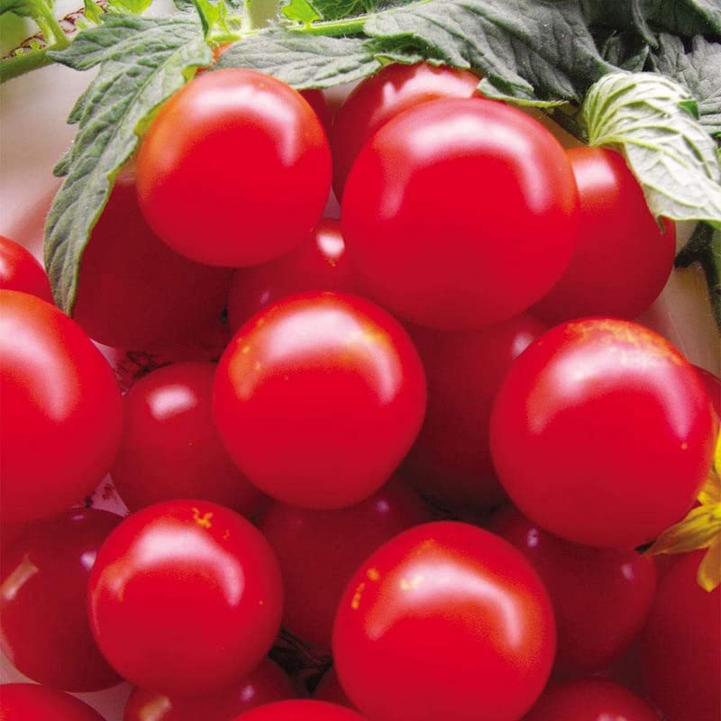 Ritz Farming� Imported vegetable Tomato round F1 Hybrid seeds For YourGarden and home gardening (Pack Of 70-80 Seeds) (B0BNQ4GJTP) Amazon Price History, Amazon Price Tracker