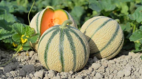 30 Graines de Melon Charentais- Jardin légume ancien - semences paysannes reproductibles - SemiSauvage