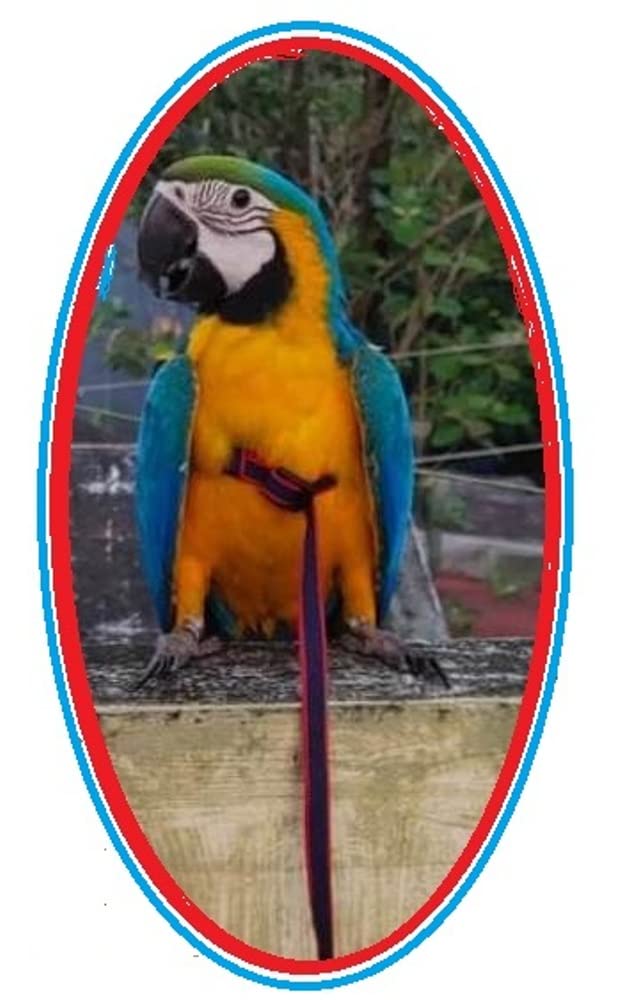 See full amazon price history chart for Bird Harnes Harness for Macaw Bird Harnes Harness for Macaw (B074Z866XF) Amazon Price History, Amazon Price Tracker