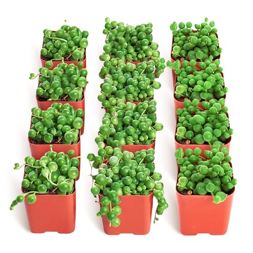 Shop Succulents String of Pearls Succulent Plant 2 Grow Pot Pack of 12