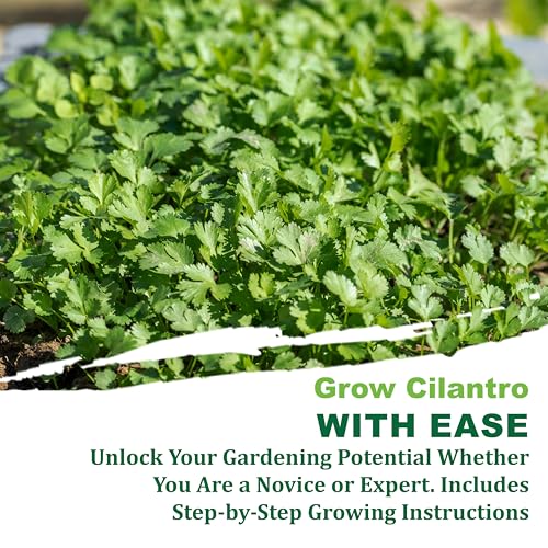 TKE Farms & Gardens - Cilantro Seeds for Planting, 150+ Non-GMO Heirloom Coriander Seeds, Slow Bolt for Long Harvest, Indoor or Outdoor Herb Garden, Easy Growing Instructions Included - Image 4