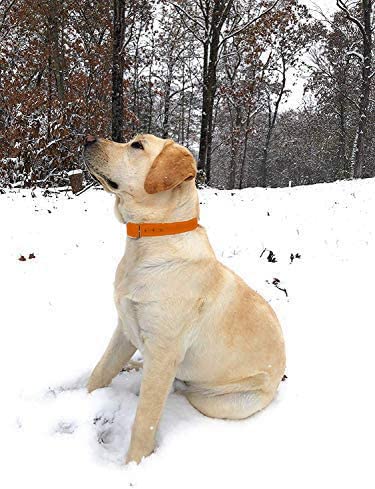 Regal Dog Products Medium Orange Waterproof Dog Collar With Heavy Duty Center Ring, Double Buckle & D Ring | Vinyl Coated, Custom Fit, Adjustable Pet Collars | Other Sizes For Puppy Small & Large Dogs #TOP2