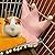 Hjyokuso Rabbit Bed Mat Guinea Pig Warm Bed, Bunny bed, Guinea Pig Mats for Cage, Hamster Bedding Winter Hamster Sleep Pad, Cage Accessories for Bunny Hamster Squirrel Hedgehog Chinchilla Ferret Rat