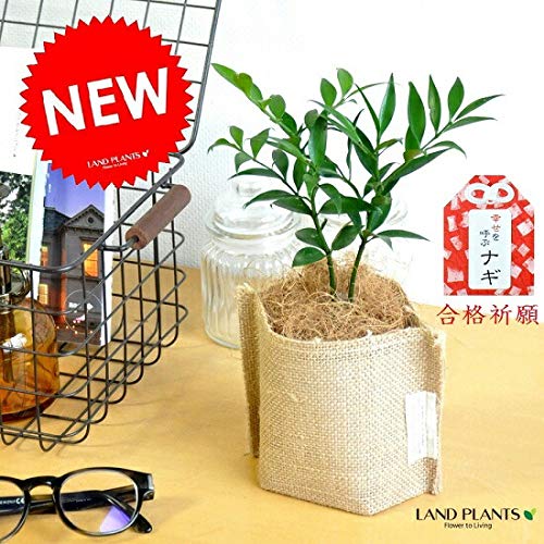 LAND PLANTS 観葉植物 縁結びの木 梛(ナギ) 麻袋の鉢カバーセット 熊野三山の御神木