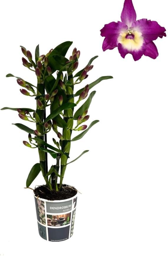 Purple Dendrobium Orchid - Dendrobium nobile Bouquet Purple RAIN 1steam in 12 cm Pot 45 cm Height