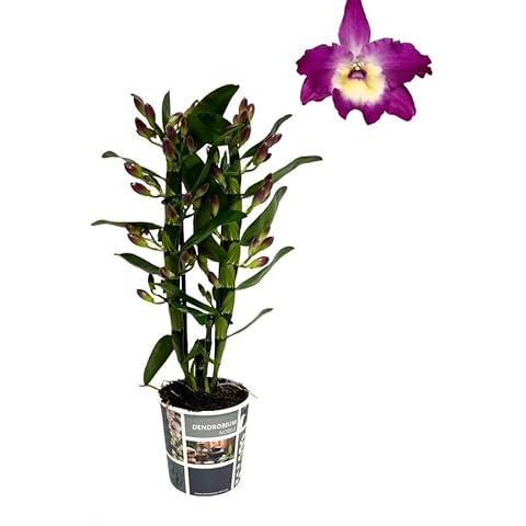 Purple Dendrobium Orchid in 12 cm Pot Cover