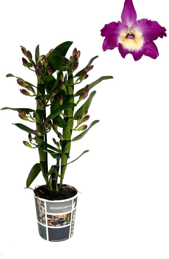 Purple Dendrobium Orchid - Dendrobium nobile Bouquet Purple RAIN 1steam in 12 cm Pot 45 cm Height