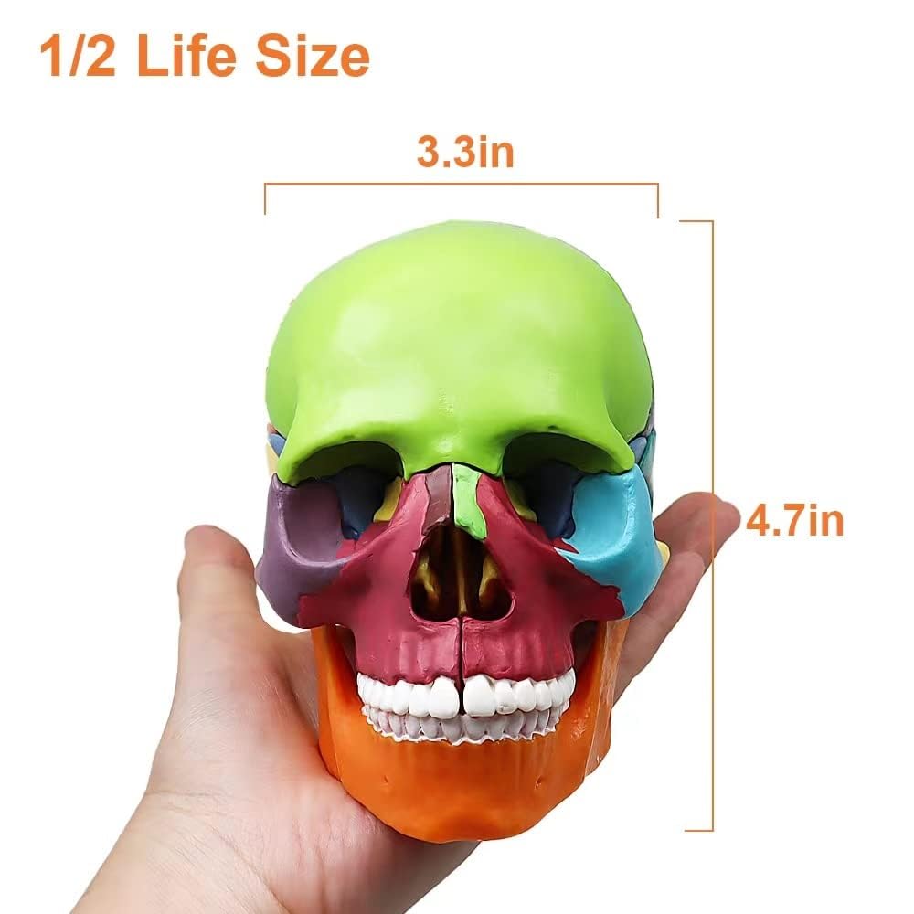 Mini modello di studio medico anatomico dello scheletro umano con manuale colorato