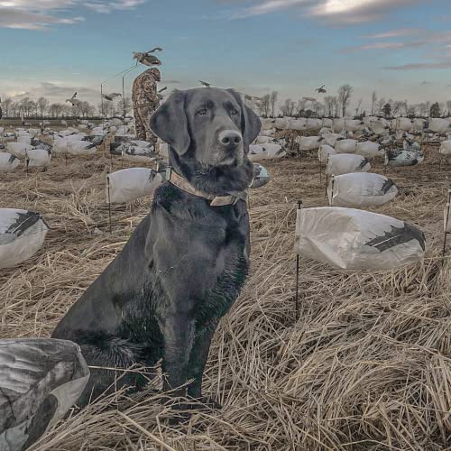Deadly Decoys Sentry Snow Goose Decoys Stainless Steel Stake- Pack Of 12 #TOP2