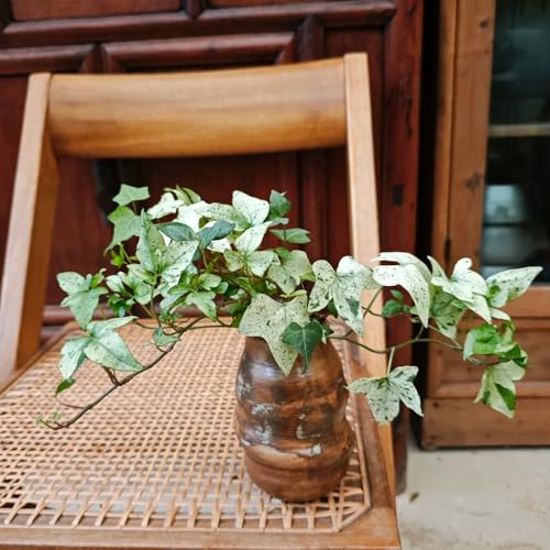 efeu samen zimmerpflanze - blumen garten, rankpflanzen winterhart wildblumen samen mehrjährig, pflanzen garten topfpflanzen für draußen, bio samen balkon blumensamen, gartenpflanzen 150pcs