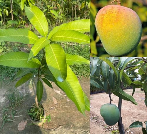 Image of Combo 2 Thai Long Variety Dwarf Chiku Plant Hybrid All Seasons + Kesar Mango Plant Grafted (Height-2-3 Feet) Dwarf Grafted Live Sapota Fruit Plant for Home Garden