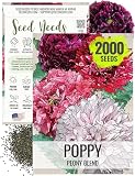 Seed Needs Mixed Peony Poppy Seeds for Planting - Heirloom & Open Pollinated - Colorful Mixture to Plant an Outdoor Butterfly Garden, Attracts Pollinators (1 Pack)