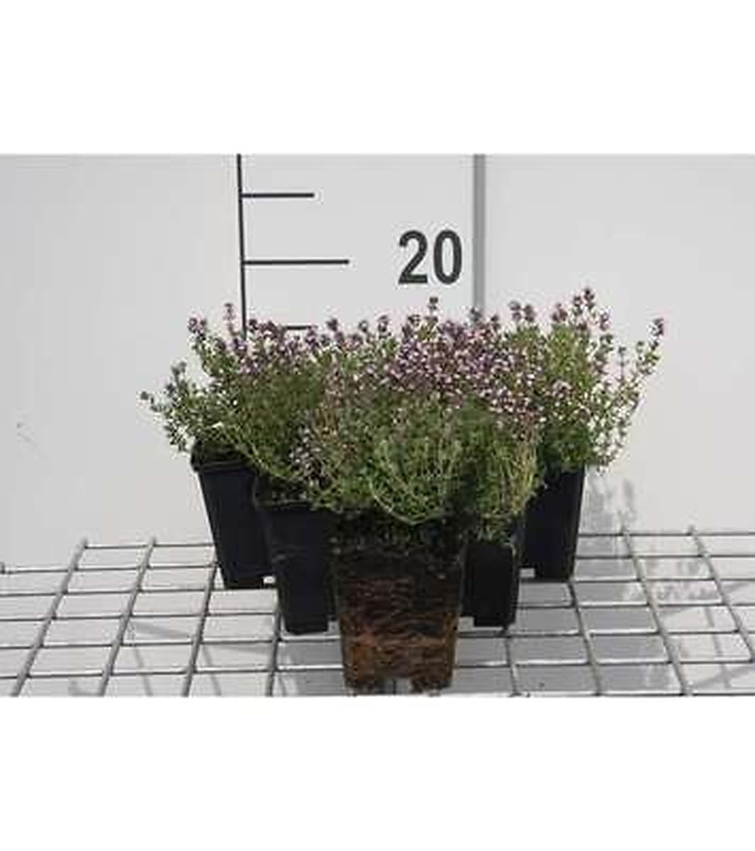 6x Zitronenthymian - Thymus citr. 'Silver Queen' ('argenteus') | 9x9 cm pot