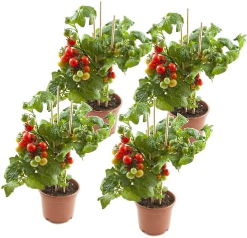 Tomateras Naturales - Pack 4 Plantas - Plantas de Tomates Natural...