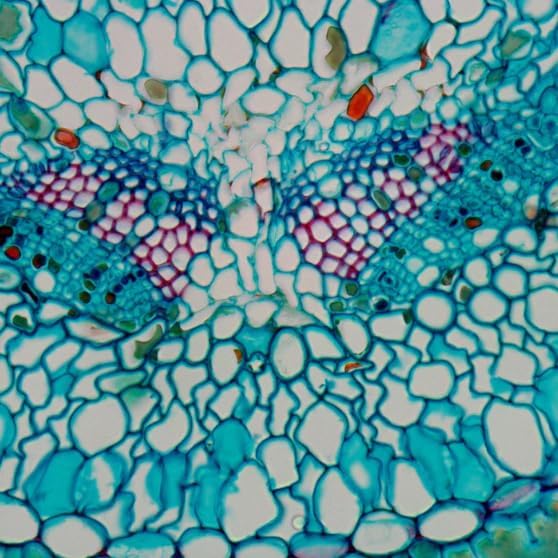 AmScope MU500-CCD 5.0MP USB 2.0 Color CCD C-Mount Microscope Camera with 0.5X Reduction Lens, Sony ICX282AQ Sensor for Fluorescence and Darkfield, Windows/Mac/Linux Compatible