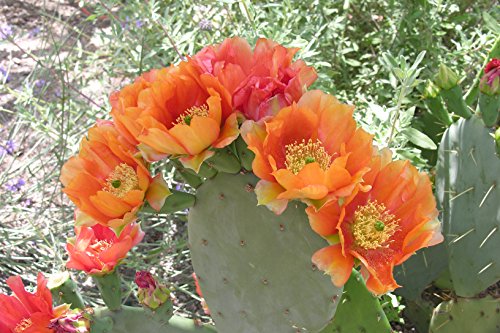 1 Plant of Perennial Prickly Pear Cactus (Rooted)