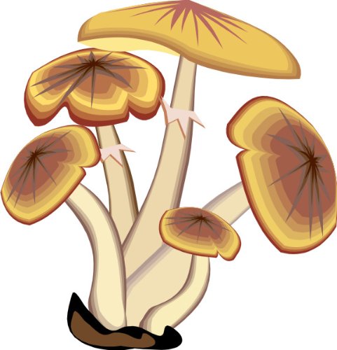 Preisvergleich Produktbild Indigos Wandtattoo, Bunt