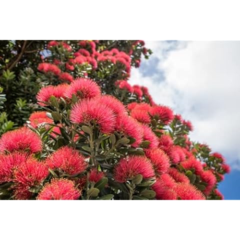 RP Seeds New Zealand Christmas Tree - 25 Seeds Cover