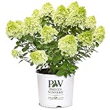 Proven Winners 2 Gal. Little Lime Punch Hydrangea Shrub