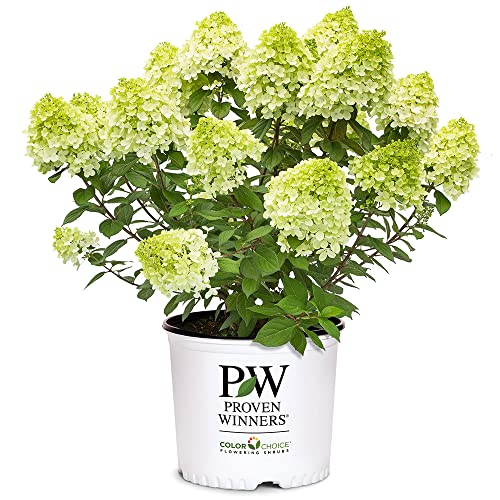 Proven Winners 2 Gal. Little Lime Punch Hydrangea Shrub