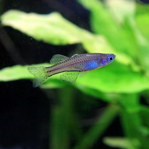 不思議な泳ぎ方をする熱帯魚ベスト10 泳ぎがかわいい魚種をご紹介 トロピカ