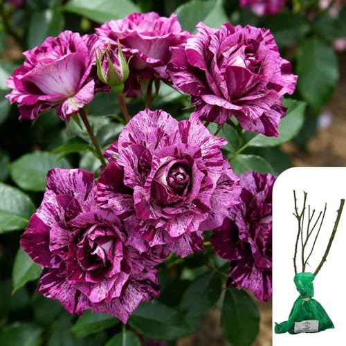 1 x Rosa ‘Purple Tiger’ Floribunda Rose – Striking Purple & White Striped Blooms, Light Fragrance & Compact Shrub Rose – Repeat Flowering & Ideal for Borders & Patio Pots – UK Grown