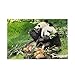 Puzzle da 1000 pezzi per adulti, puzzle animale selvatico carino panda cresciuto