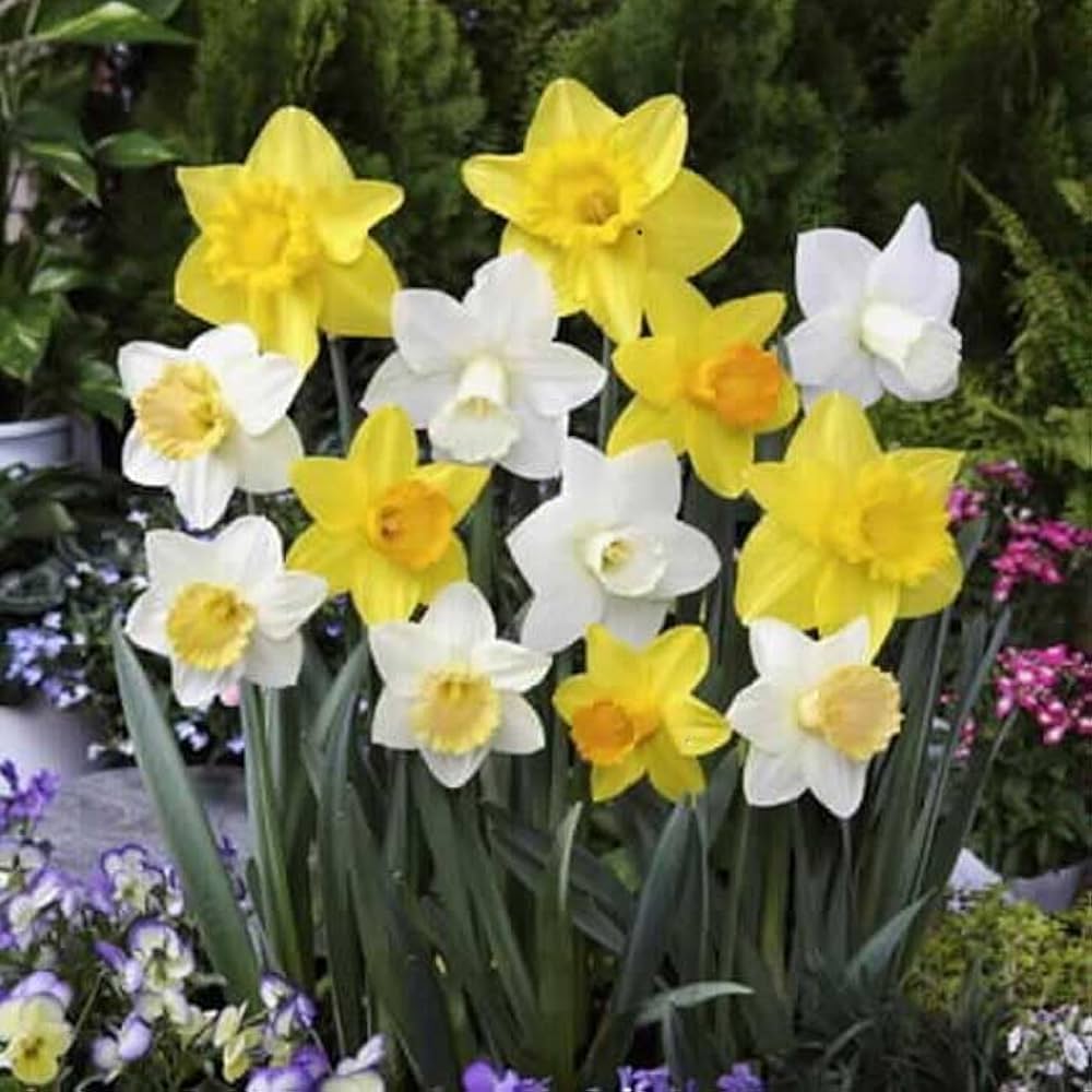 Amazon.co.jp: 水仙 球根 お徳用 ラッパ咲き 混合 8球 スイセン 秋植え