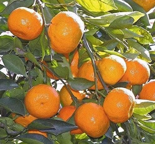 Chinese Orange Sweet Narangi Dwarf Calamondin Hybrid Citrus Fruit Plant with Pot | Indoor Outdoor Grafted Live Plant | Home Garden Balcony | Fast Fruiting Variety