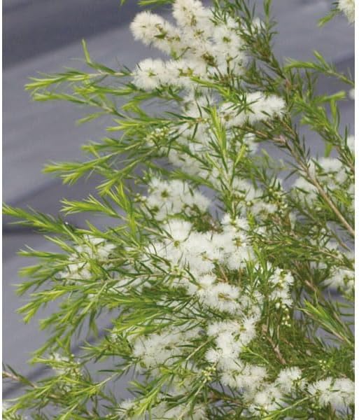 ITANSE G.D.ルイーズ 6号鉢 国産接ぎ木 ハイブリッドティー バラ