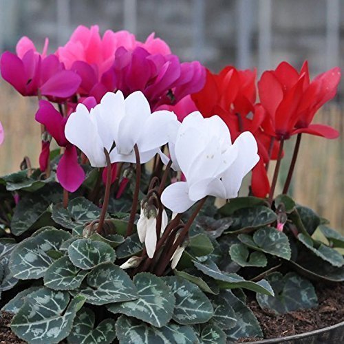 New Pack x6 Mini Cyclamen 'Mini Winter Mix F1' Plug Plants