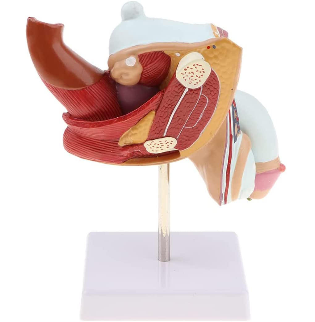 Męski patologia moczu model anatomiczny męski układ rozrodczy uraz narządów płciowych nauczanie do demonstracji edukacji