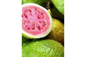 Pink Guava Plant: The Tropical Delight in Your Own Backyard