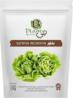 syrena wczesna seeds