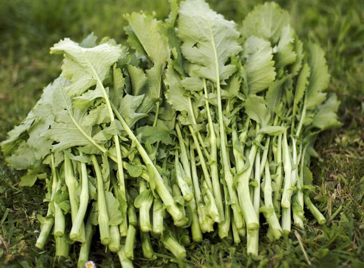200 Semillas de Grelos de Santiago (Brassica Rapa) VERDE
