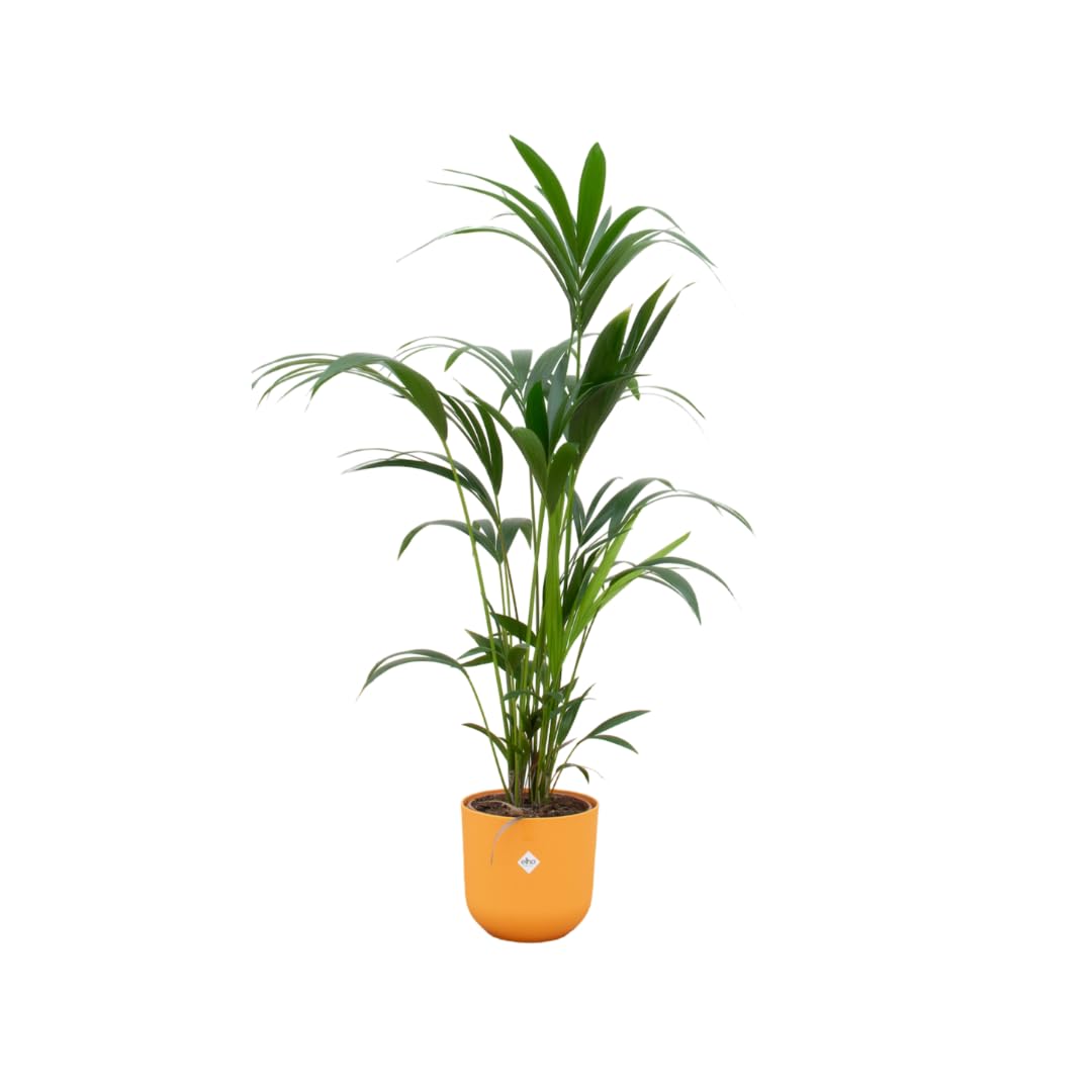 Kentia Palm avec pot Elho Jazz Jaune 160 cm pour grand salon