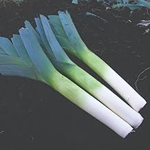 Leek 'Below-Zero' F1 Hybrid – Cold-Hardy, Rust-Resistant British Bred Variety for Winter Harvests – Vegetable Seeds, 1 x Packet 25 Seeds, by Thompson & Morgan