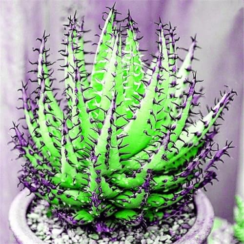 100 pezzi rari semi di aloe vera succulente anti-radiazioni giardino domestico piante bonsai semi di giardinaggio per piantare ora Verde Semi di aloe vera