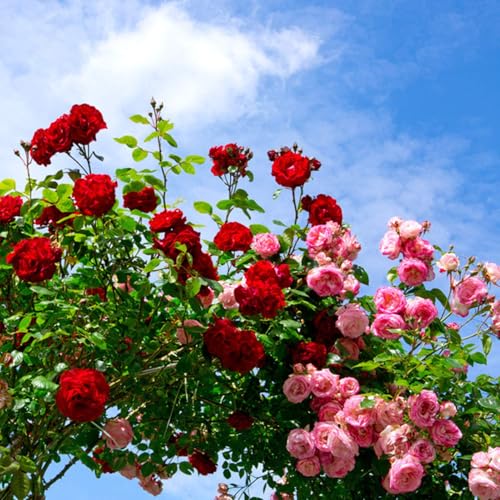 Image of Hybrid Climbing Rose Flower Seeds - High Germination, Fragrant & Colorful Blooms | Perennial Garden Seeds for Home, Balcony & Outdoor Decoration (50, Mix Rose Seeds)
