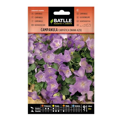 Campanula carpática enana azul