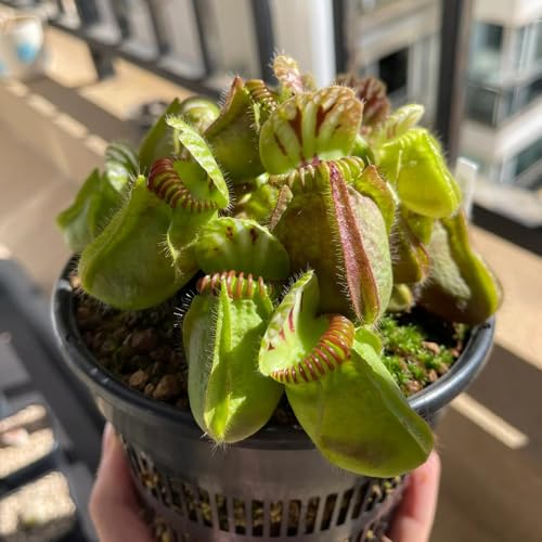 Zwergkrug Cephalotus follicularis Fleischfressende Pflanzen Samen 65pcs