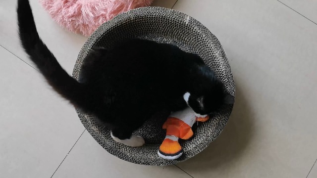 Katzenspielzeug Fisch Mit Katzenminze Online Kaufen