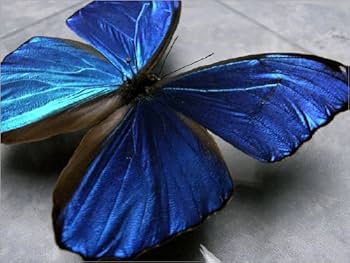 Amazon.co.jp: 蝶の標本 メネラウスモルフォ Morpho meneraus