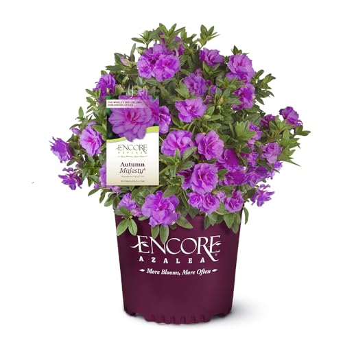 Encore Azalea 1 Gal. Autumn Majesty Azalea Shrub
