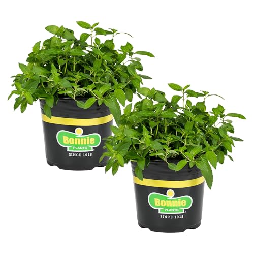 Bonnie Plants Sweet Mint Live Plant 1 Gal. 2-Pack