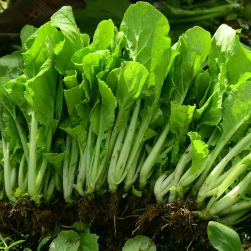 pak choi giardino di interni inverno verdi balcone letti elevati giardino interni resistenti semi balcone resistenti 1000pcs
