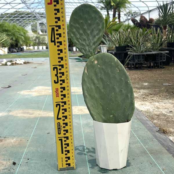 Amazon|2段 ウチワサボテン バーバンク サボテン ドライガーデン Amazon|2段 ウチワサボテン バーバンク サボテン ドライガーデン