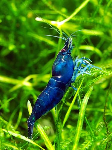 Image of Swimming Creatures 40 Mixed Color Neocaridina Shrimp (Neocaridina davidi) - Choose Mixed or Premium Grade - Live Freshwater Aquarium Shrimp (40 Premium Mixed)