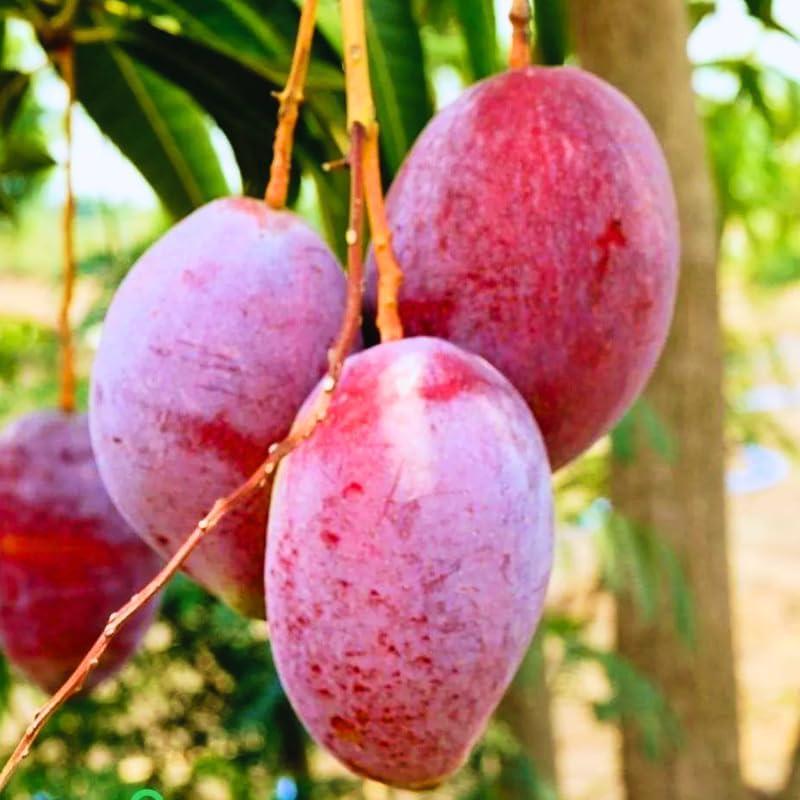 No CA, Grafted Mango Tree Live Plant, 2 Years Old Ready to Bear Fruit, 2-3 Ft Mango Plant for Spring Planting (Alphonso)